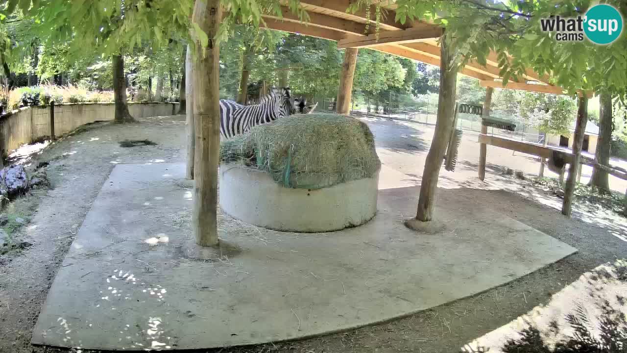 Live webcam Les zèbres in Ljubljana ZOO – Slovénie