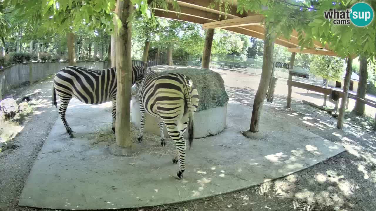 Camera en vivo Cebras in Ljubljana ZOO – Eslovenia