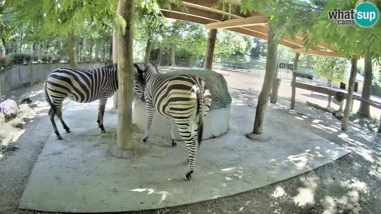 Live webcam Les zèbres in Ljubljana ZOO – Slovénie