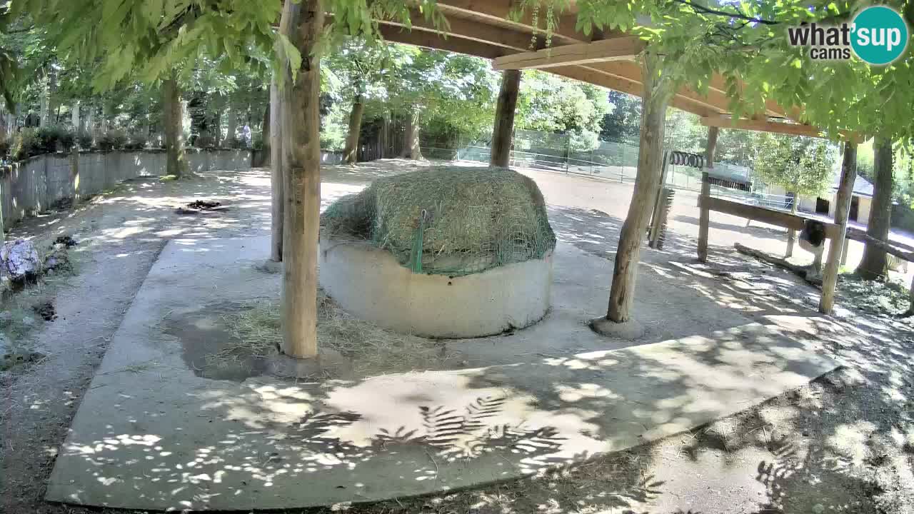 Live Webcam Zebras in Ljubljana ZOO – Slowenien