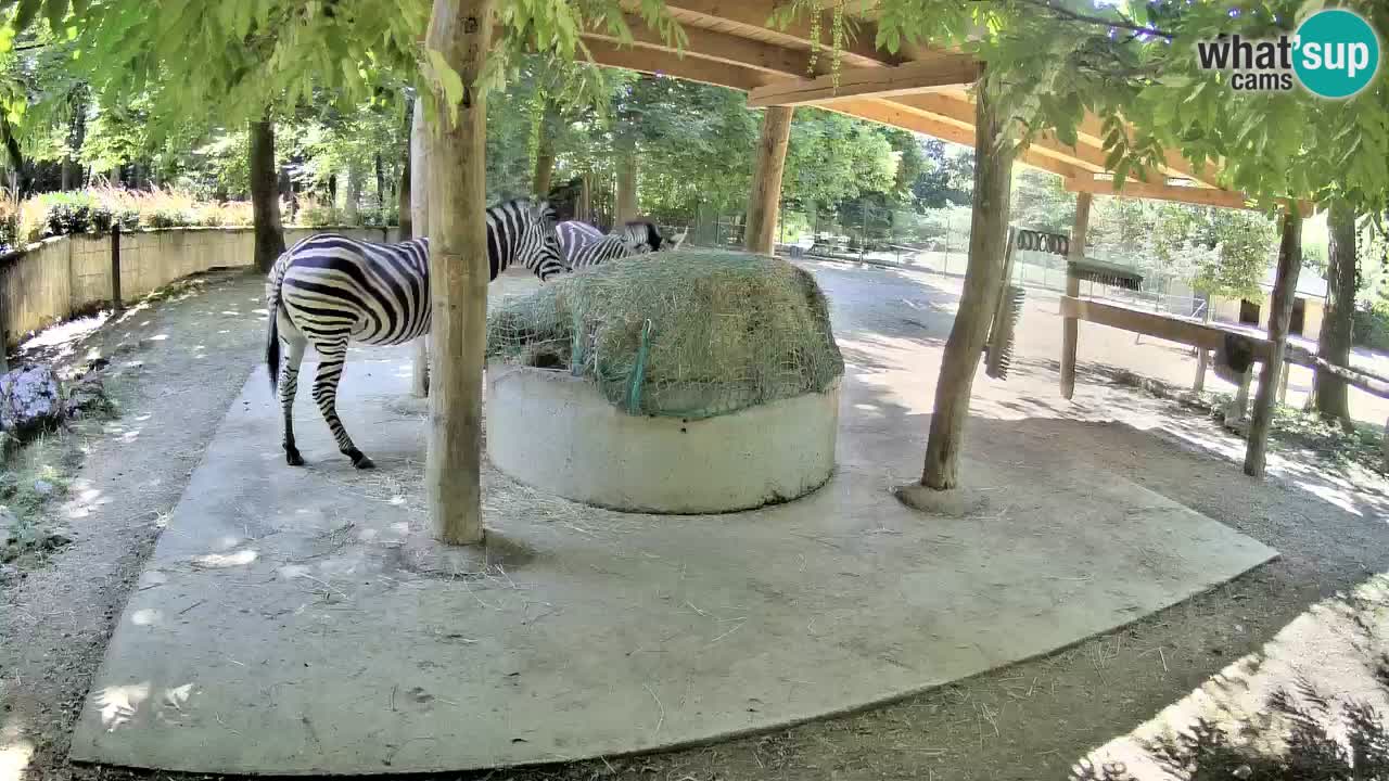 Le Zebre nello ZOO di Ljubljana – Slovenia Live webcam