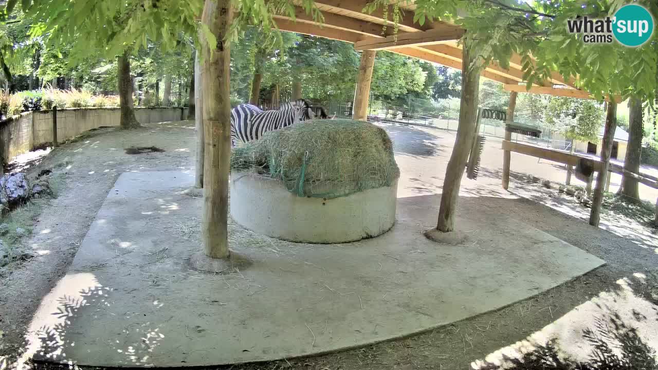 Live webcam Les zèbres in Ljubljana ZOO – Slovénie