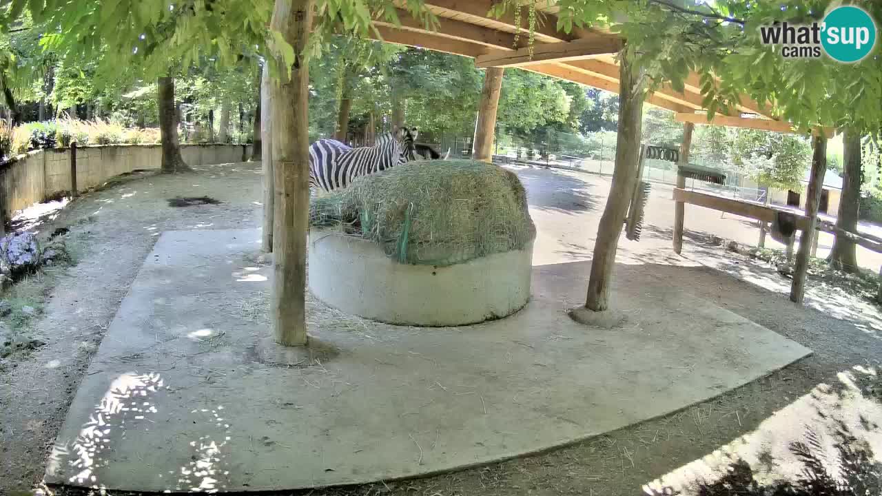 Camera en vivo Cebras in Ljubljana ZOO – Eslovenia