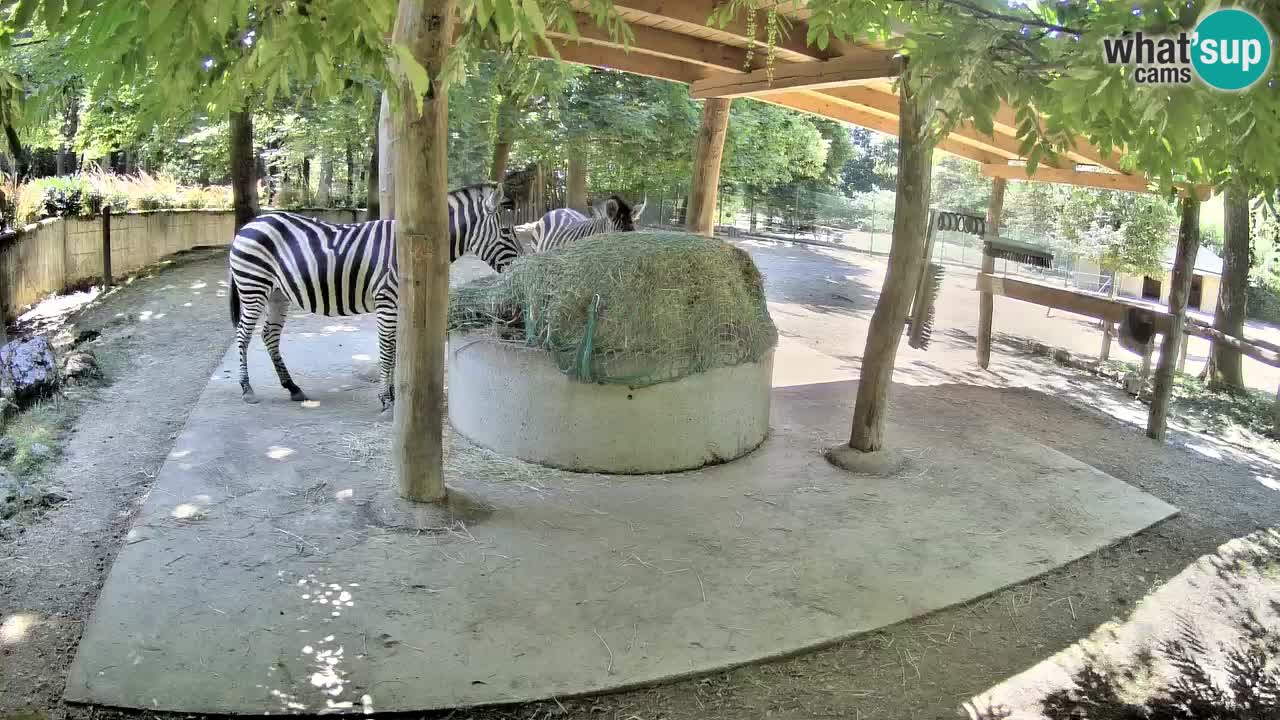 Web kamera uživo Zebras u ZOO Ljubljana – Slovenija