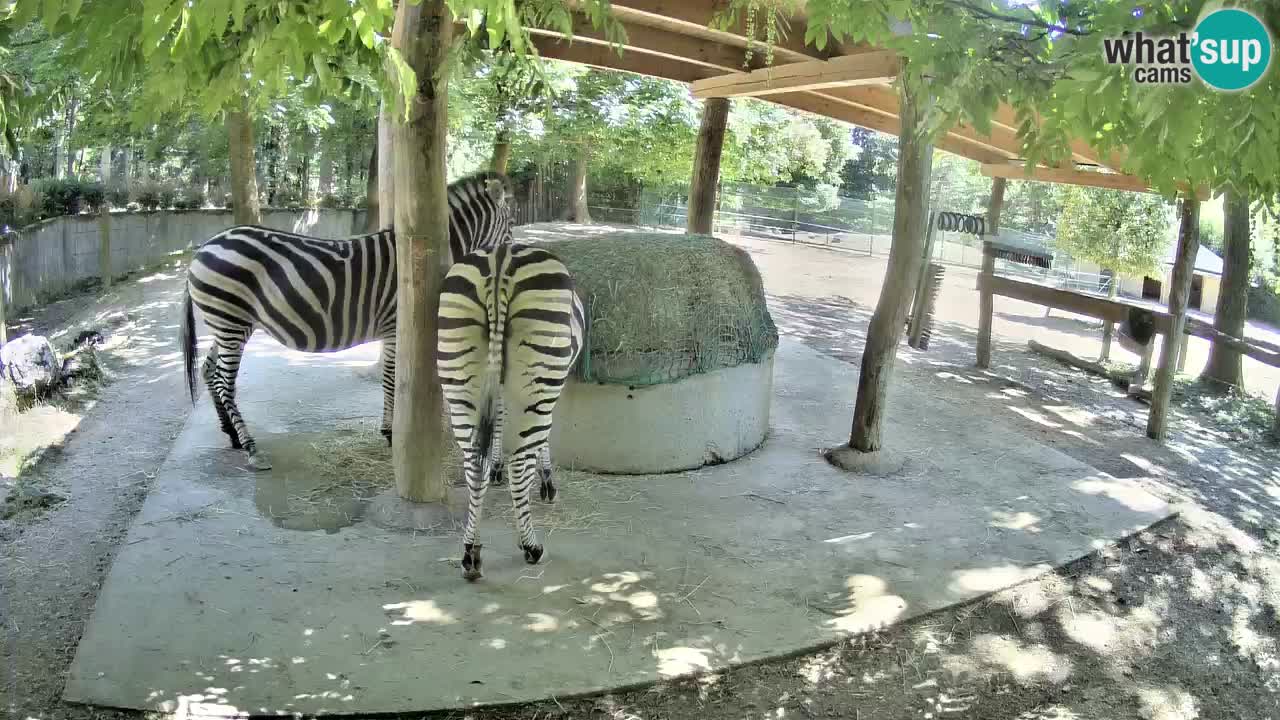 Live webcam Les zèbres in Ljubljana ZOO – Slovénie