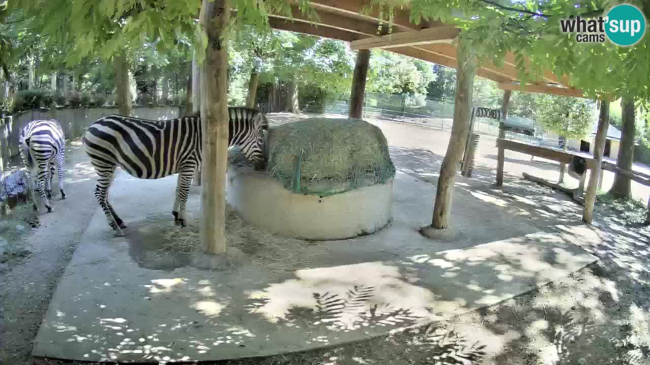 Web kamera uživo Zebras u ZOO Ljubljana – Slovenija