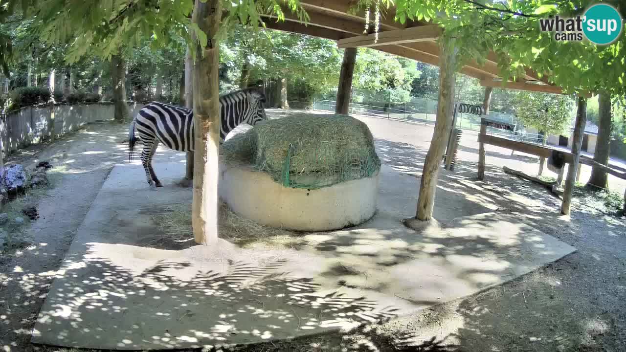 Web kamera uživo Zebras u ZOO Ljubljana – Slovenija