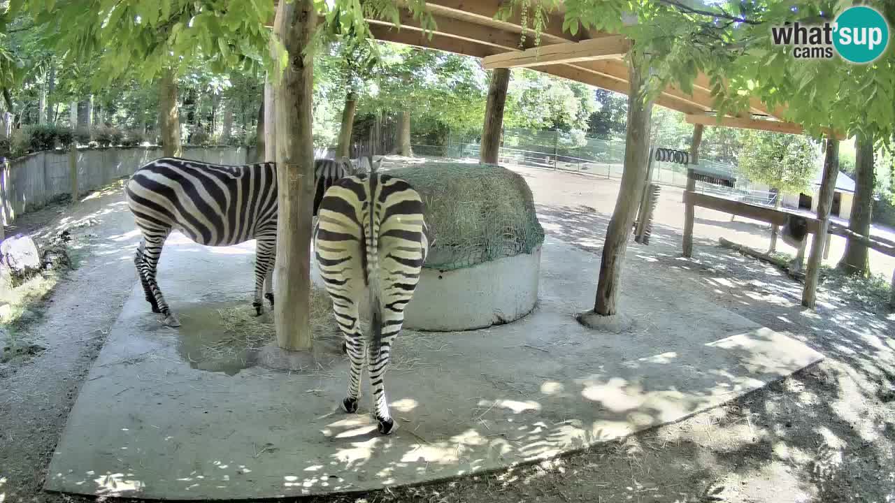 Camera en vivo Cebras in Ljubljana ZOO – Eslovenia