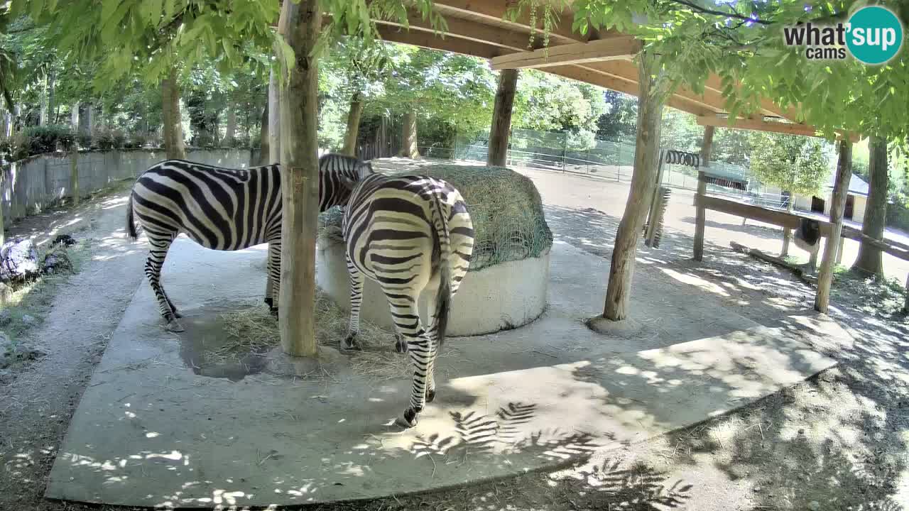 Live Webcam Zebras in Ljubljana ZOO – Slowenien