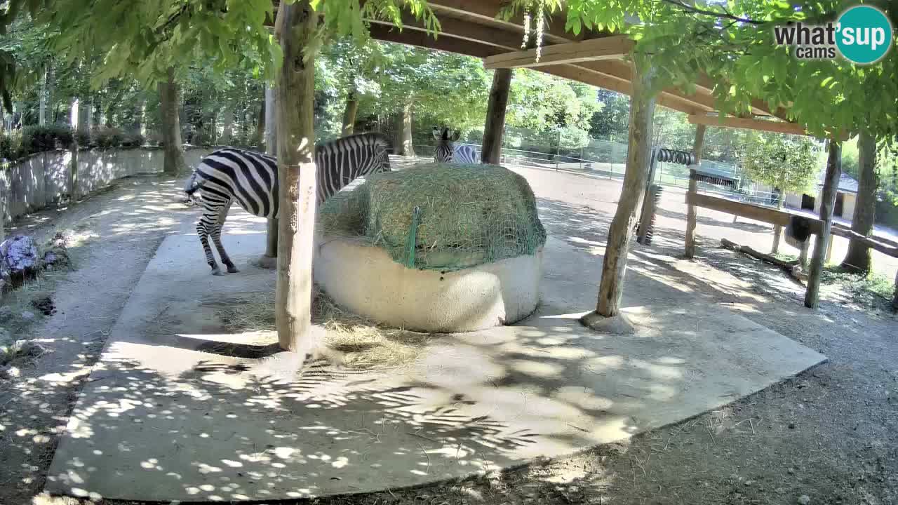Live webcam Les zèbres in Ljubljana ZOO – Slovénie