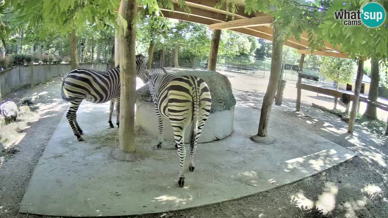 Web kamera uživo Zebras u ZOO Ljubljana – Slovenija