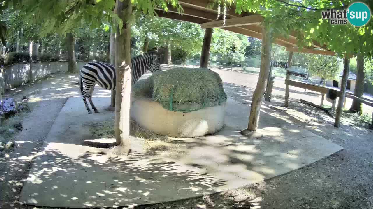Live webcam Les zèbres in Ljubljana ZOO – Slovénie