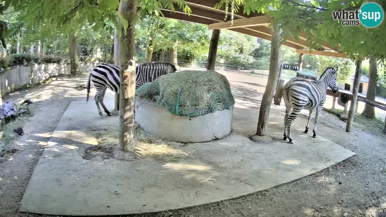 Live webcam Zebras in Ljubljana ZOO – Slovenia