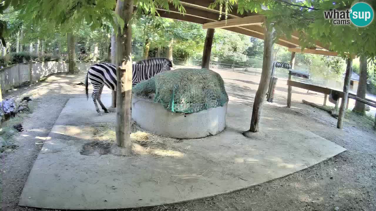 Live webcam Zebras in Ljubljana ZOO – Slovenia