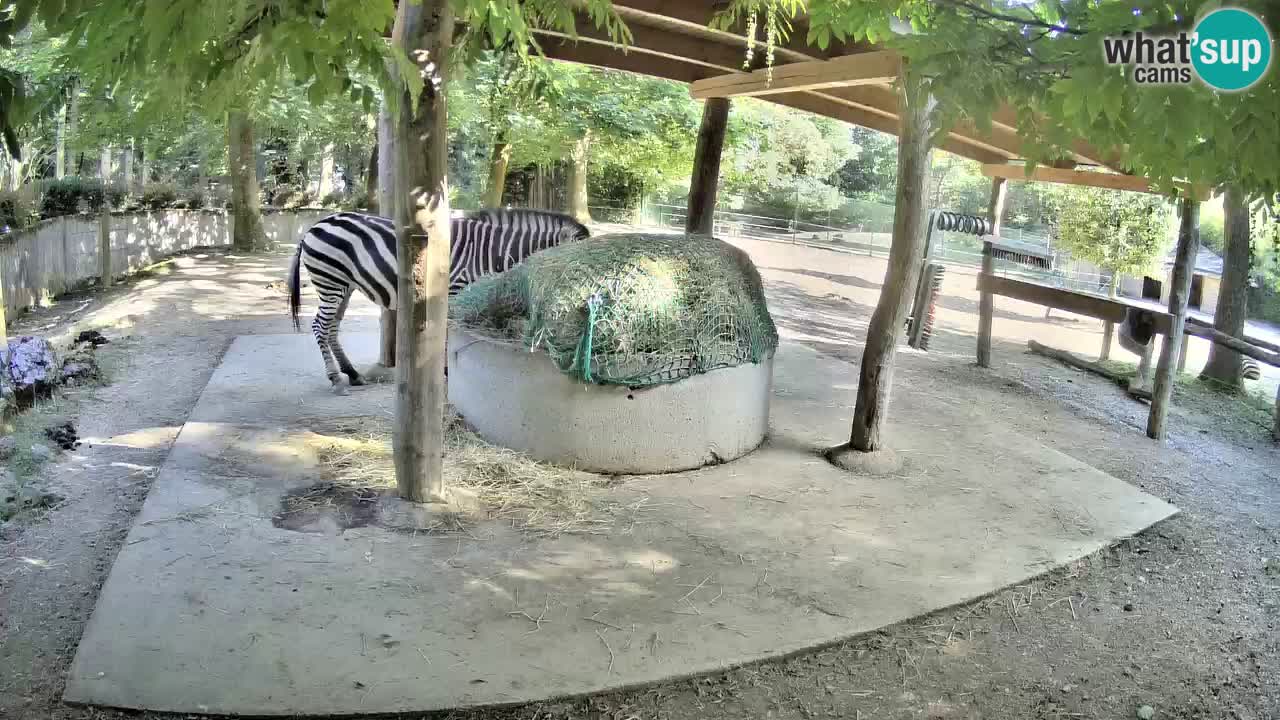 Live webcam Zebras in Ljubljana ZOO – Slovenia