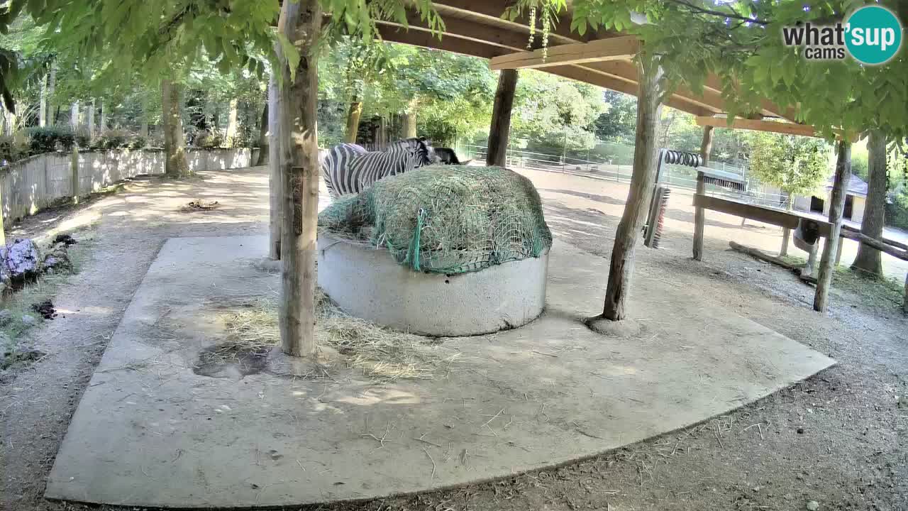 Zebre v živo v živalskem vrtu Ljubljana ZOO spletne kamere
