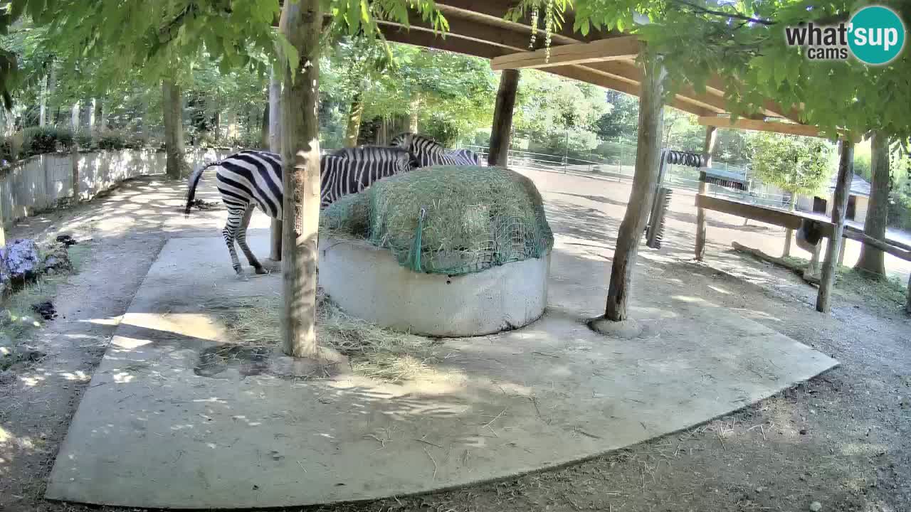 Live Webcam Zebras in Ljubljana ZOO – Slowenien
