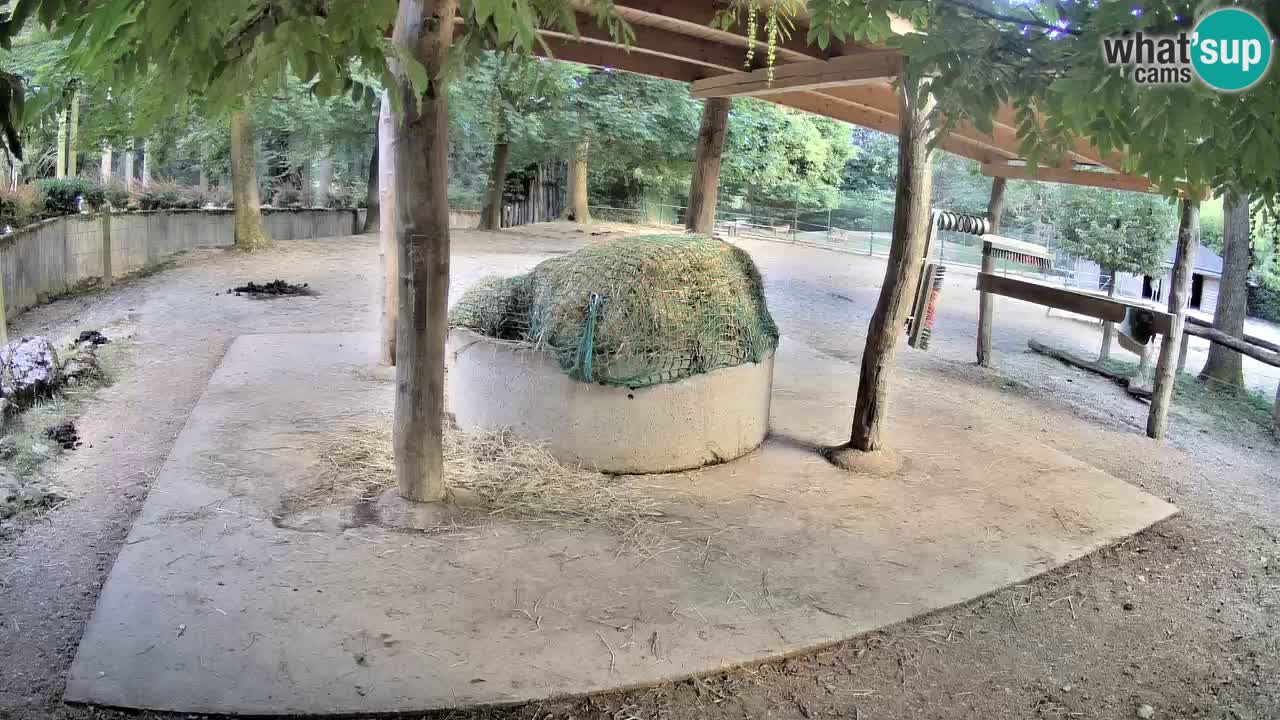 Live webcam Les zèbres in Ljubljana ZOO – Slovénie