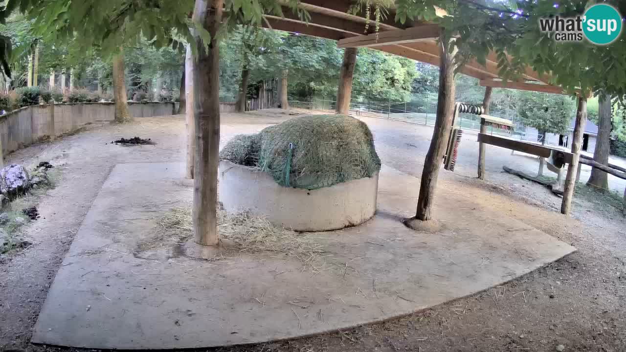Live webcam Les zèbres in Ljubljana ZOO – Slovénie