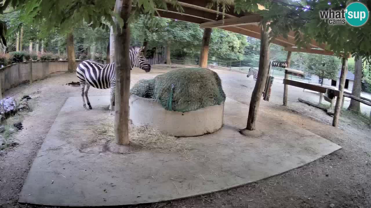 Live webcam Les zèbres in Ljubljana ZOO – Slovénie