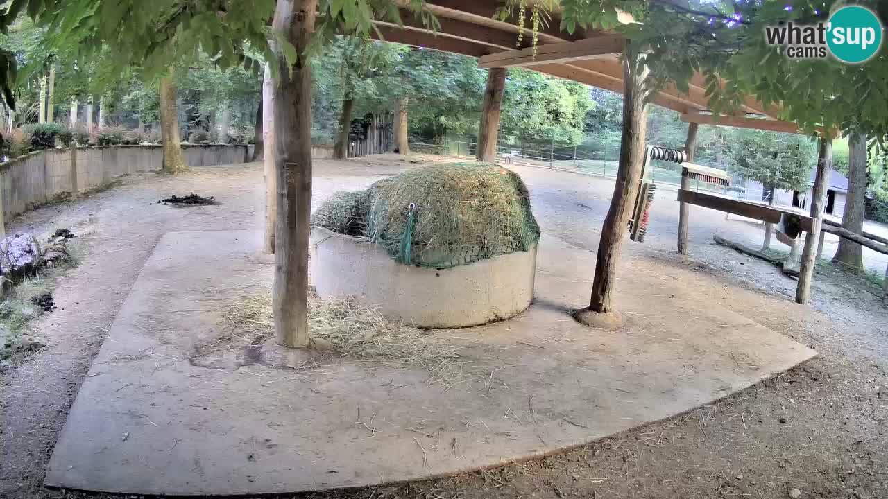 Live webcam Les zèbres in Ljubljana ZOO – Slovénie