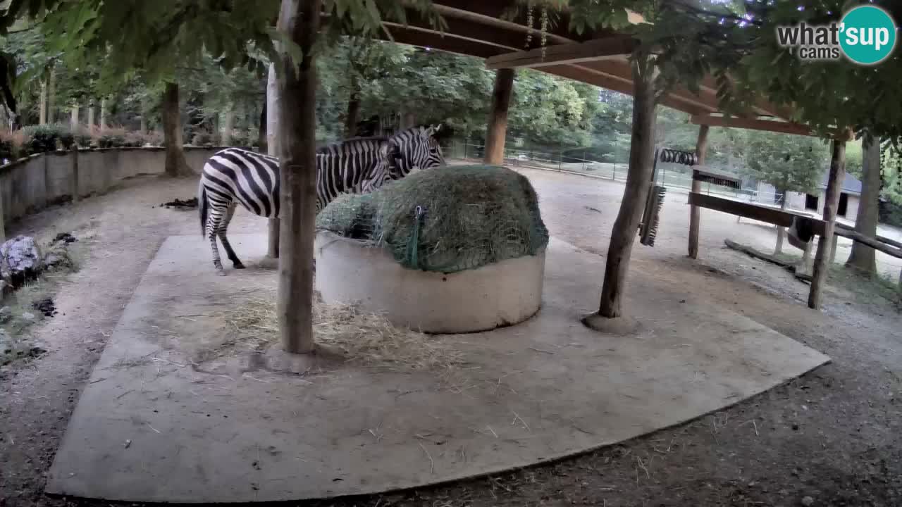 Live webcam Les zèbres in Ljubljana ZOO – Slovénie