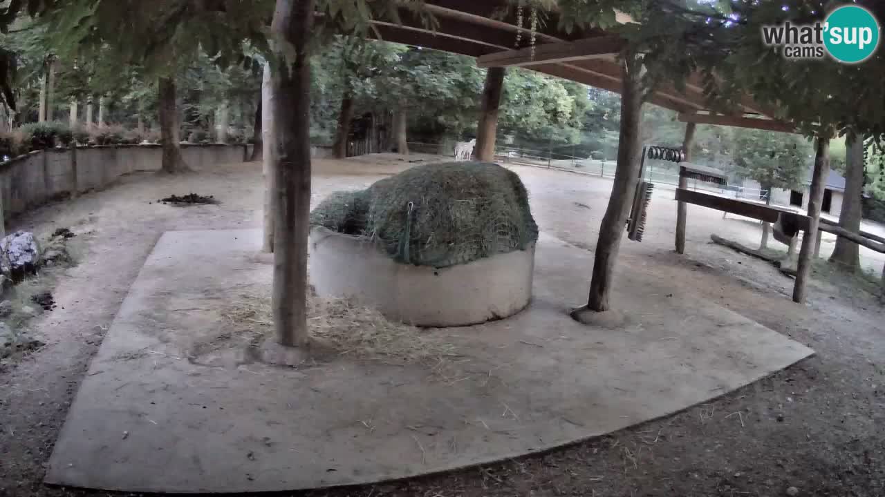 Camera en vivo Cebras in Ljubljana ZOO – Eslovenia