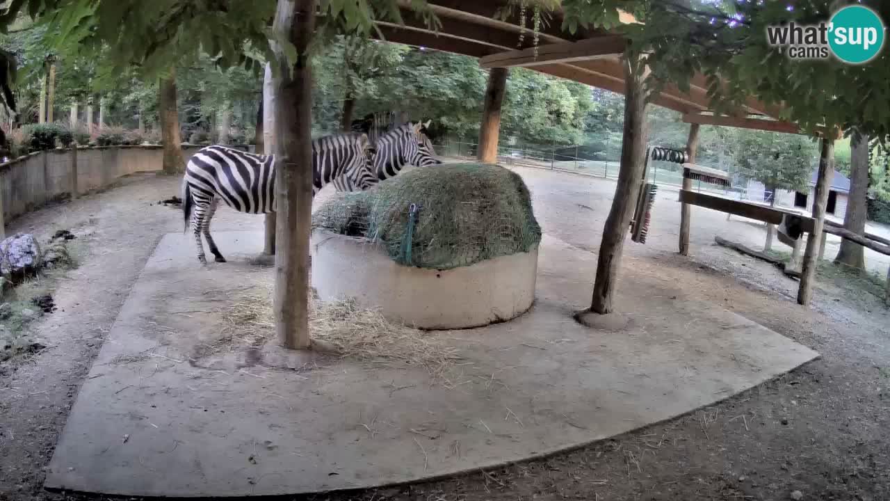 Live webcam Zebras in Ljubljana ZOO – Slovenia