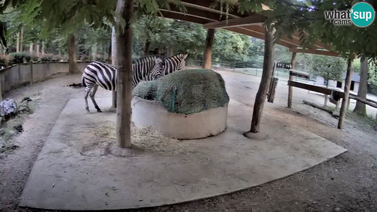Live webcam Zebras in Ljubljana ZOO – Slovenia