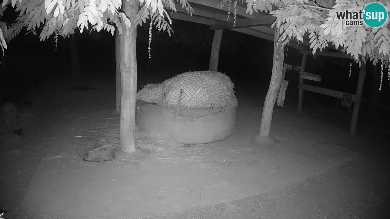 Live webcam Zebras in Ljubljana ZOO – Slovenia