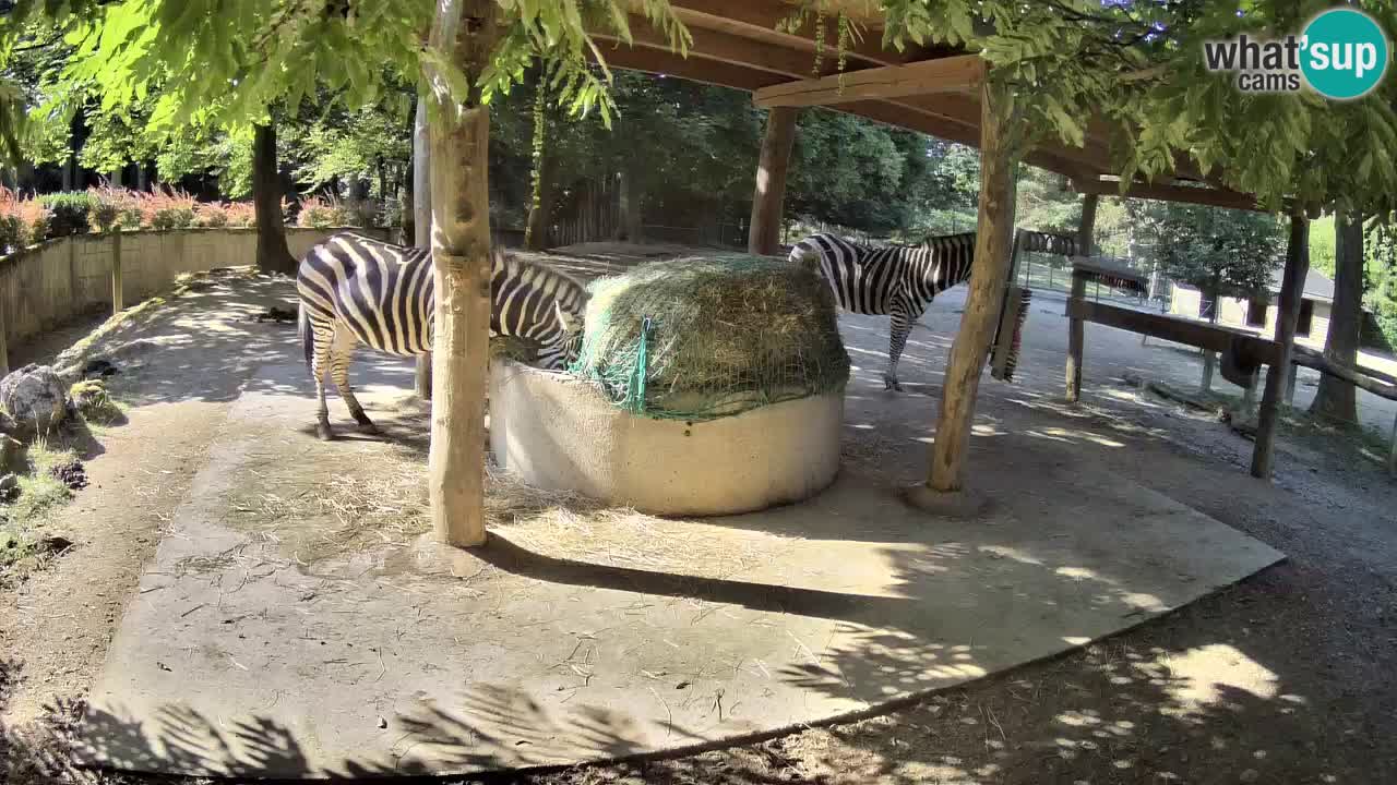 Live webcam Zebras in Ljubljana ZOO – Slovenia