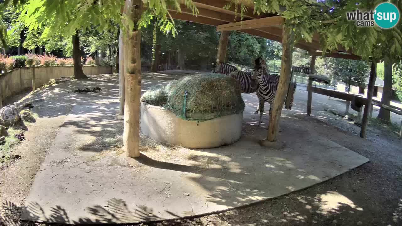 Zebre v živo v živalskem vrtu Ljubljana ZOO spletne kamere