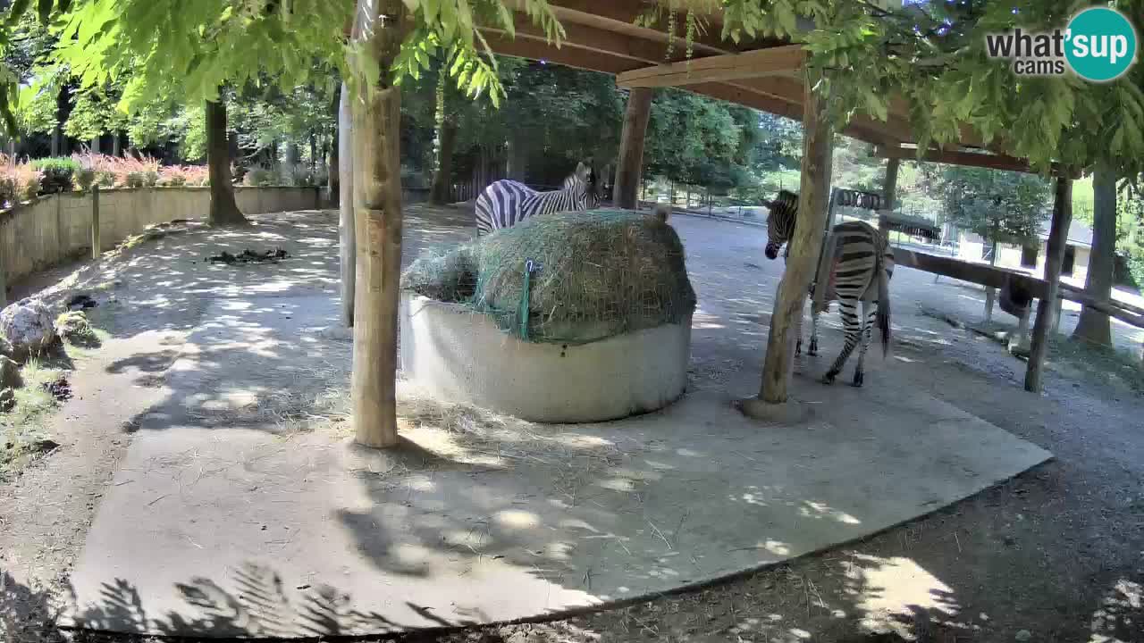 Le Zebre nello ZOO di Ljubljana – Slovenia Live webcam