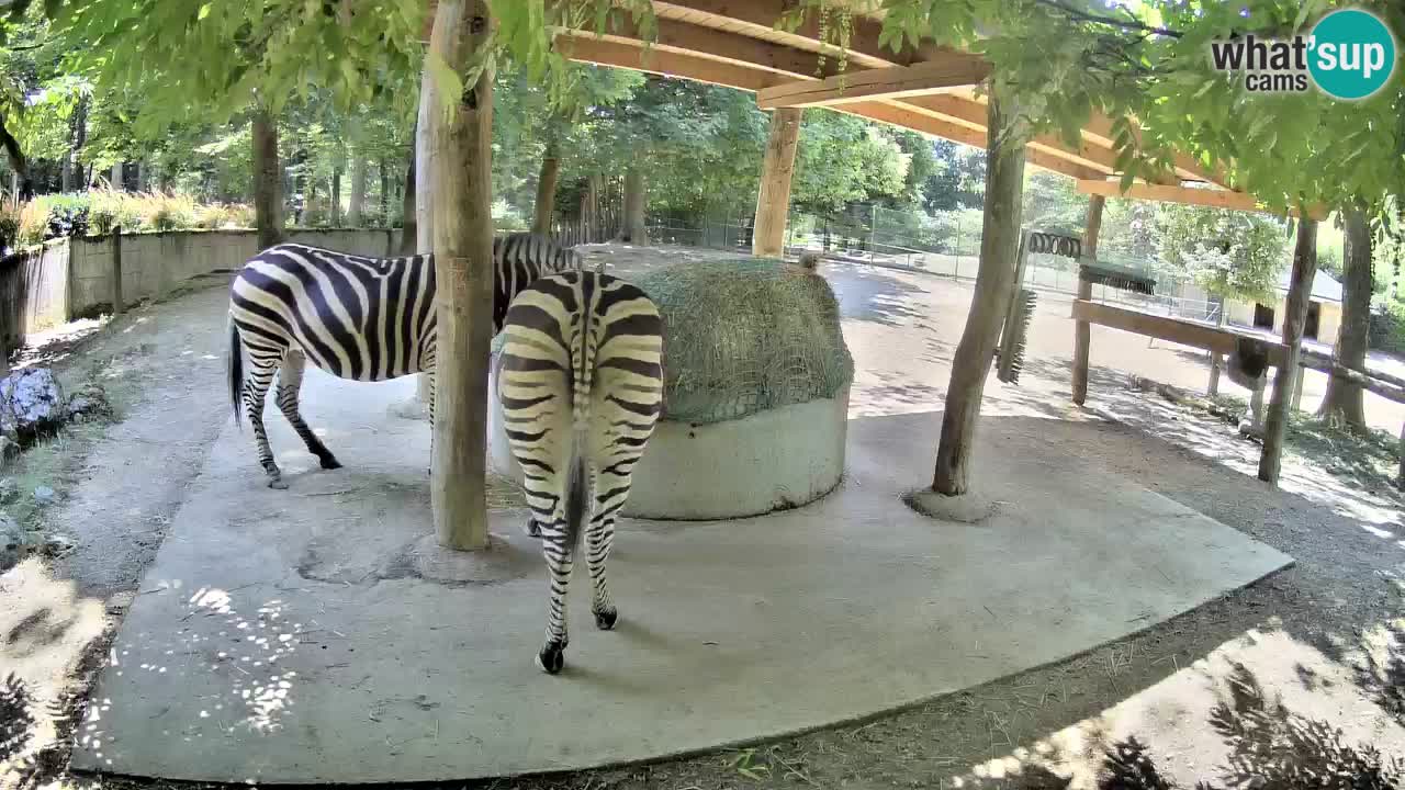 Zebre v živo v živalskem vrtu Ljubljana ZOO spletne kamere