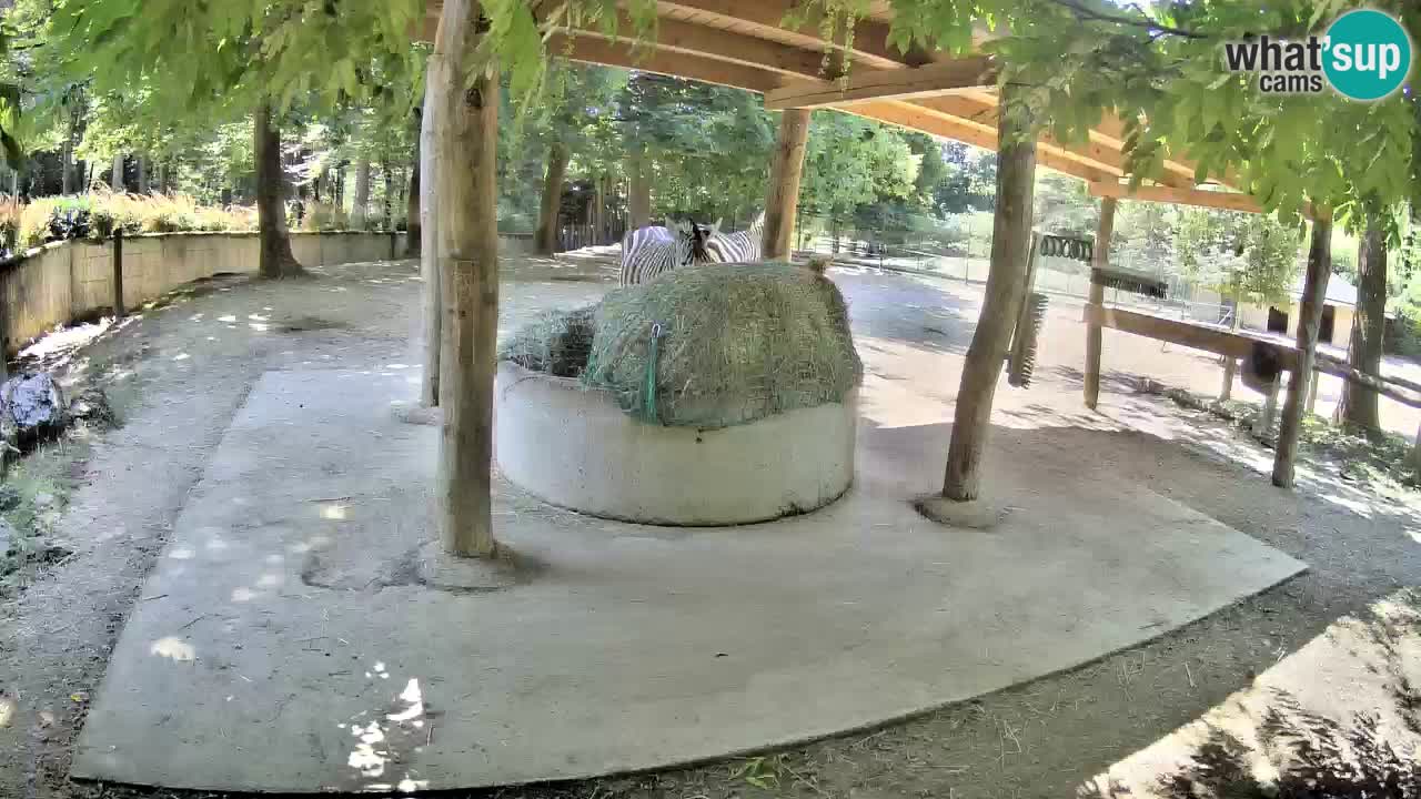 Live webcam Zebras in Ljubljana ZOO – Slovenia