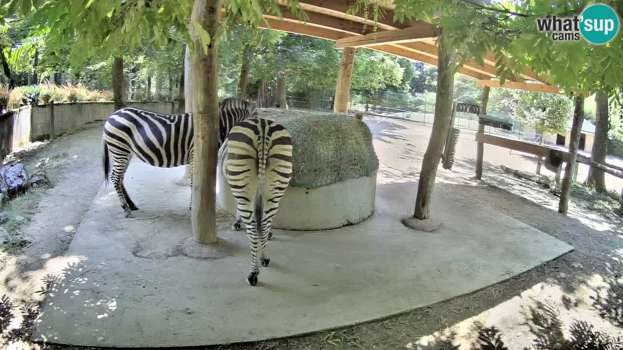 Camera en vivo Cebras in Ljubljana ZOO – Eslovenia