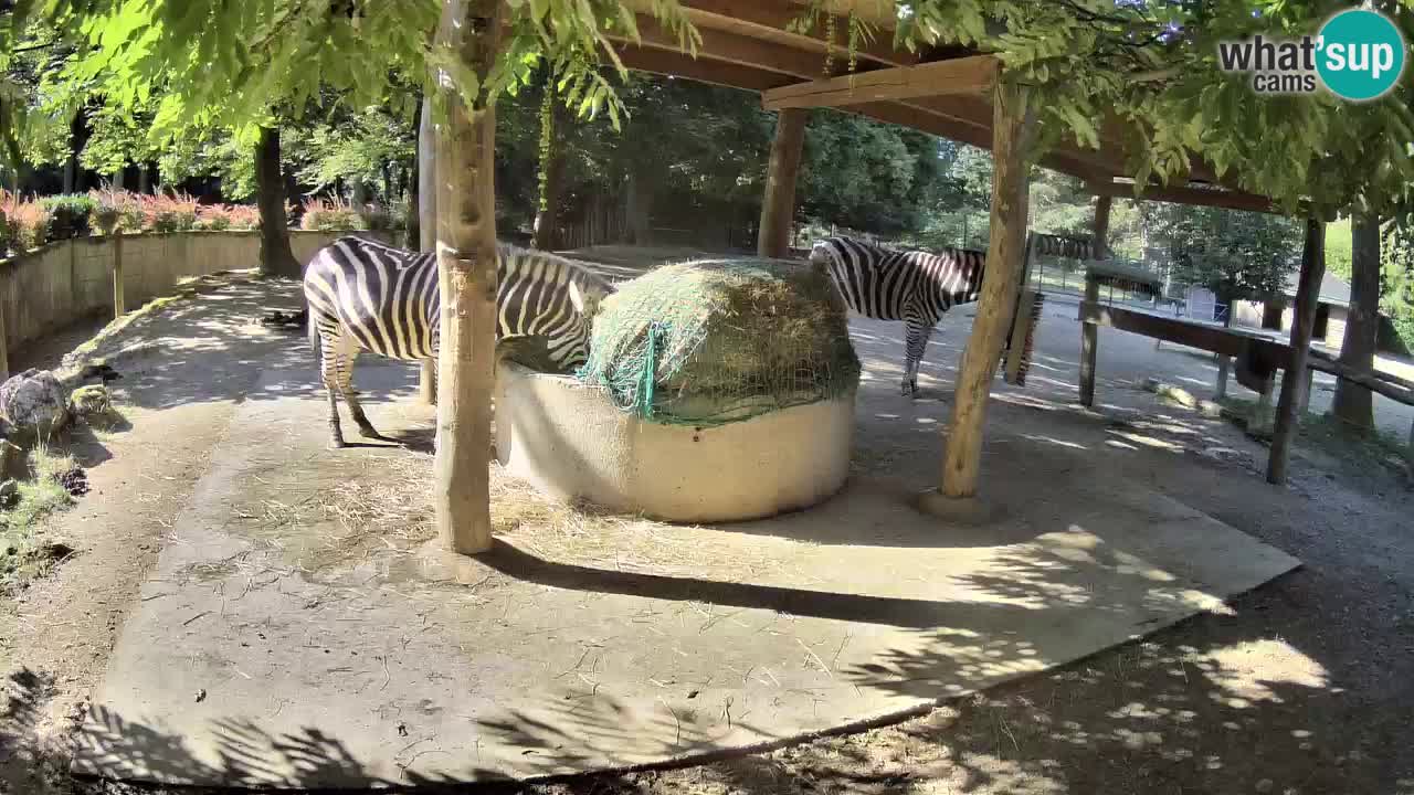 Live webcam Zebras in Ljubljana ZOO – Slovenia