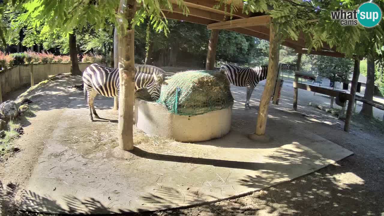 Le Zebre nello ZOO di Ljubljana – Slovenia Live webcam