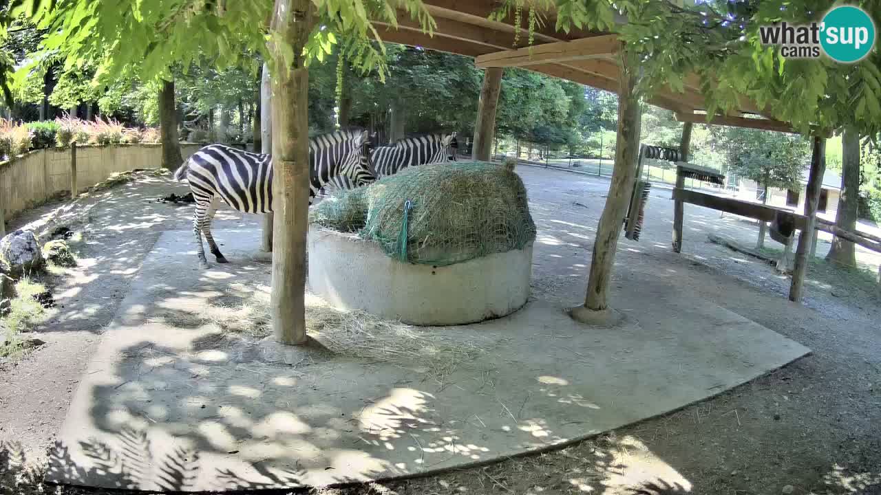 Live webcam Zebras in Ljubljana ZOO – Slovenia