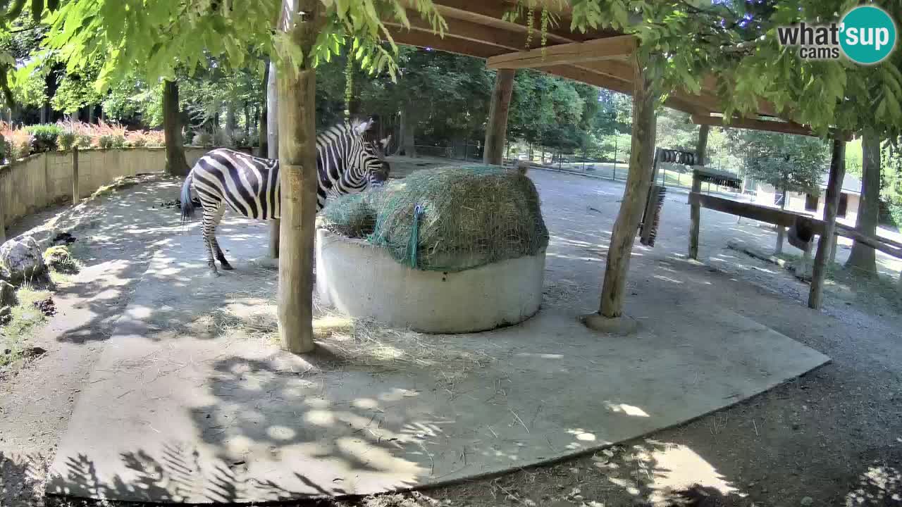 Zebre v živo v živalskem vrtu Ljubljana ZOO spletne kamere
