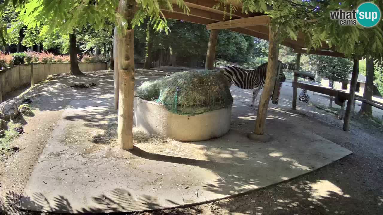 Live webcam Les zèbres in Ljubljana ZOO – Slovénie