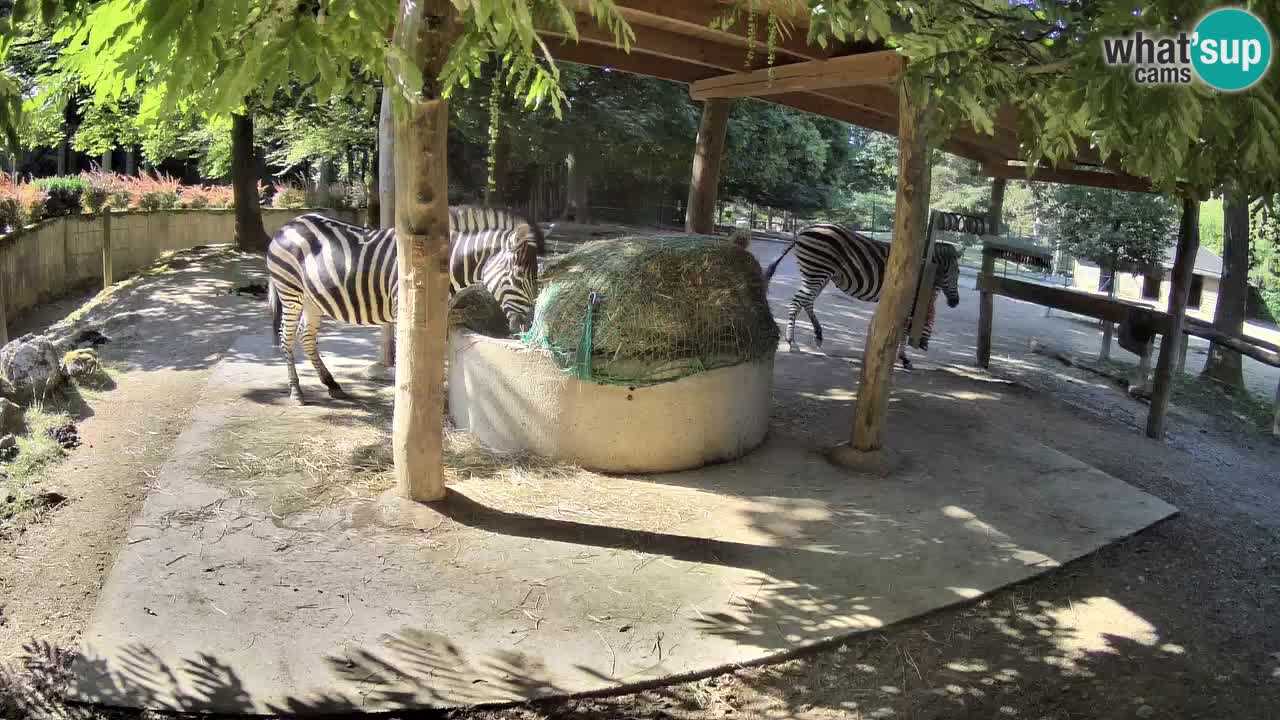 Le Zebre nello ZOO di Ljubljana – Slovenia Live webcam
