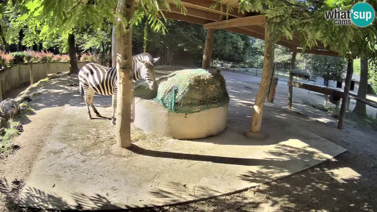 Live Webcam Zebras in Ljubljana ZOO – Slowenien