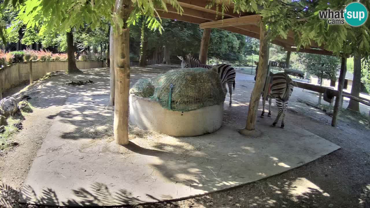Camera en vivo Cebras in Ljubljana ZOO – Eslovenia