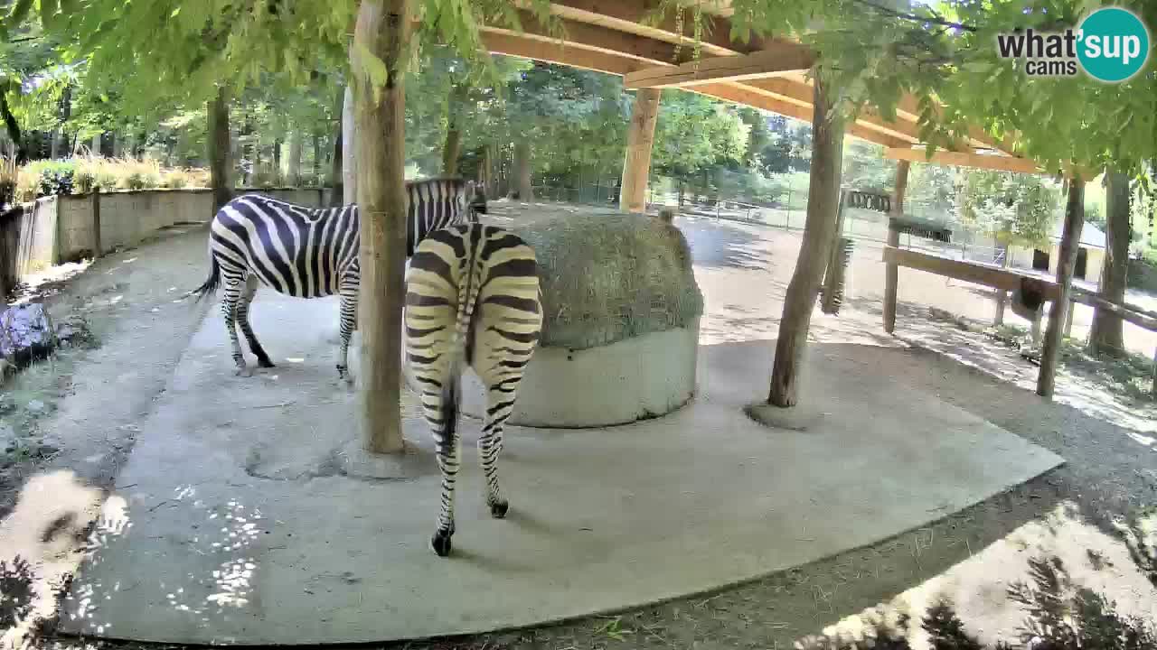 Le Zebre nello ZOO di Ljubljana – Slovenia Live webcam