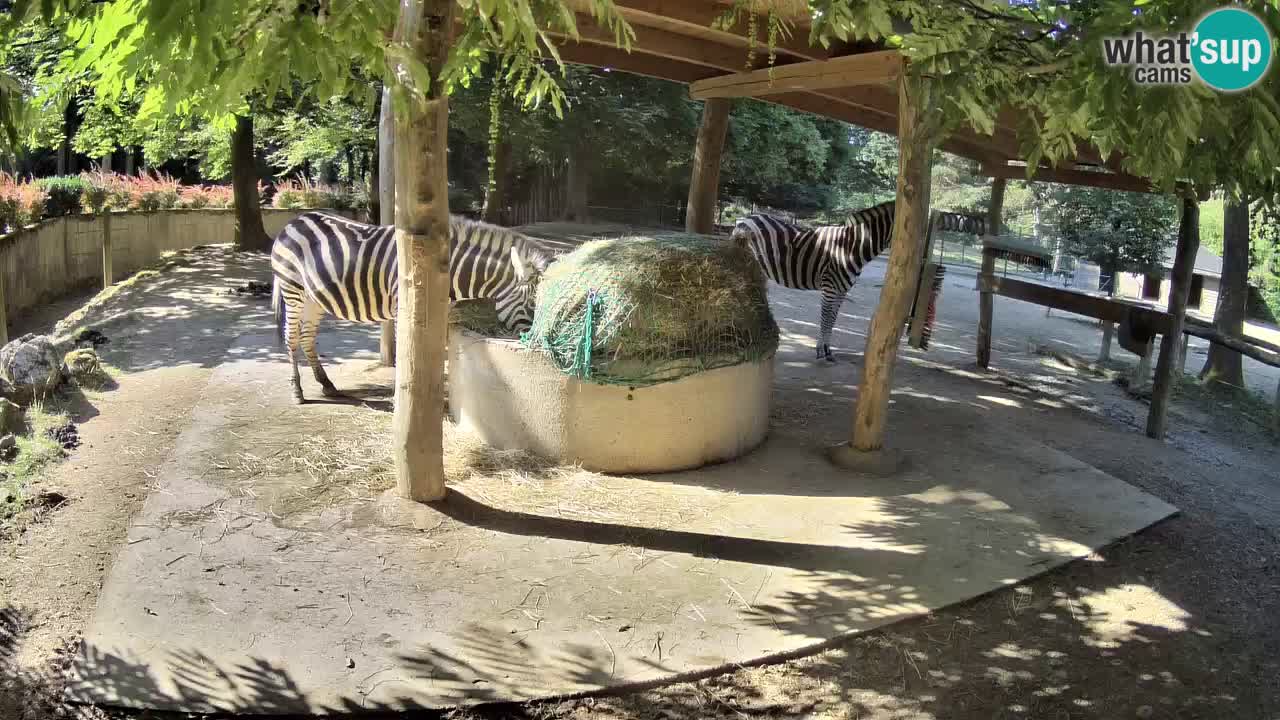 Camera en vivo Cebras in Ljubljana ZOO – Eslovenia