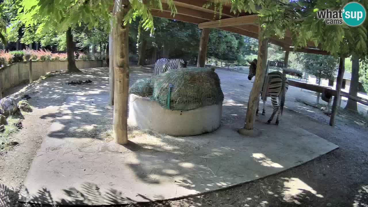 Live webcam Zebras in Ljubljana ZOO – Slovenia