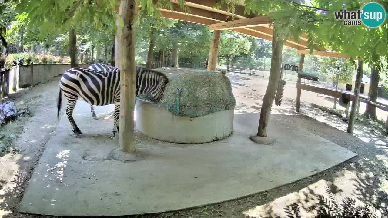 Live webcam Les zèbres in Ljubljana ZOO – Slovénie