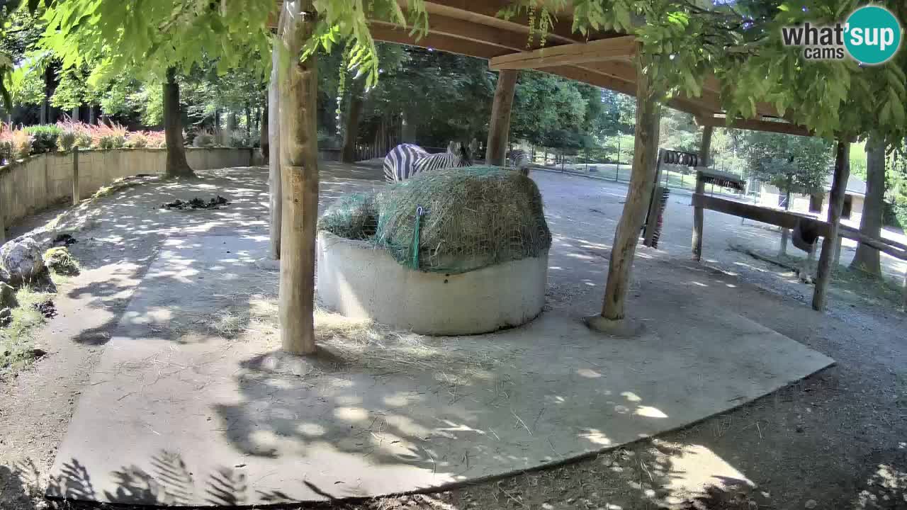 Zebre v živo v živalskem vrtu Ljubljana ZOO spletne kamere