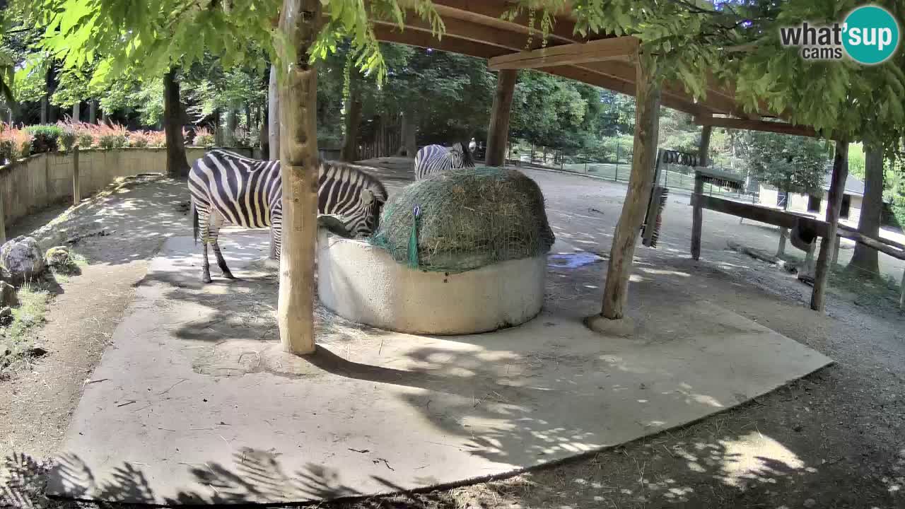 Live Webcam Zebras in Ljubljana ZOO – Slowenien